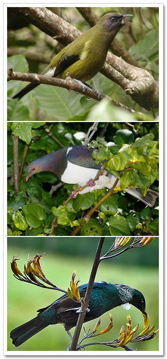 bellbird-woodpigeon-tui.jpg