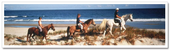 Pakiri Beach Horse Rides